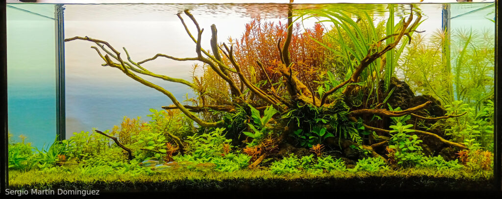 Perseverancia - Perseverancia (AGA 2025 #1023) - Aqua Plants Hub