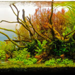Perseverancia - Perseverancia (AGA 2025 #1023) - Aqua Plants Hub