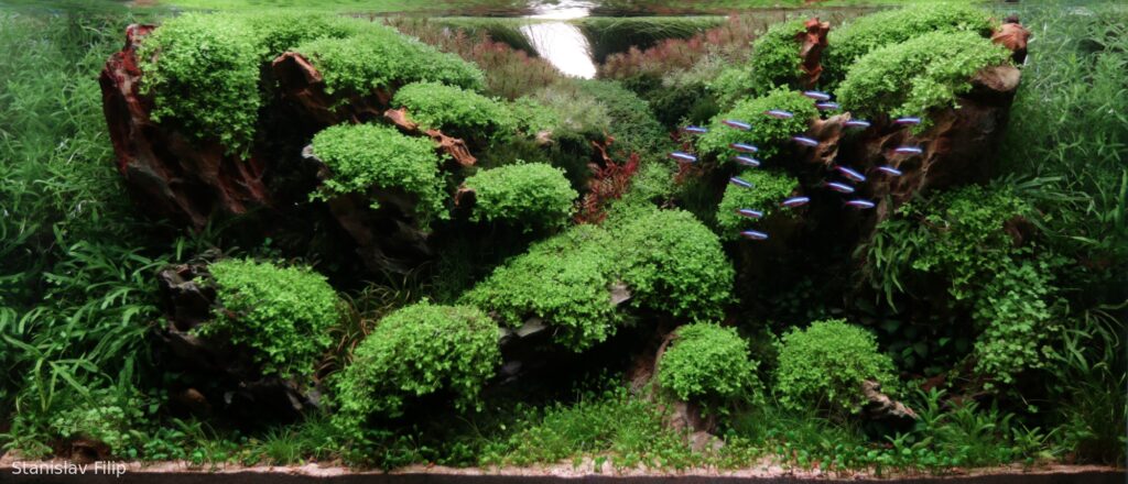 Phoenix - Phoenix (AGA 2025 #1136) - Aqua Plants Hub