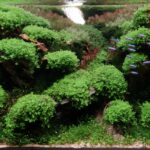 Phoenix - Phoenix (AGA 2025 #1136) - Aqua Plants Hub
