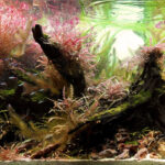 Phoenix - Phoenix (AGA 2025 #1315) - Aqua Plants Hub