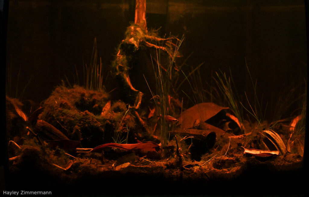 Poco profundo del Río Cenepa “Shallows of the Río Cenepa” - Aqua Plants Hub
