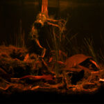 Poco profundo del Río Cenepa “Shallows of the Río Cenepa” - Aqua Plants Hub