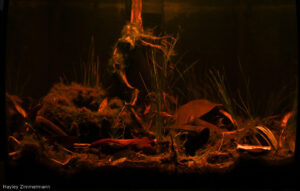Poco profundo del Río Cenepa “Shallows of the Río Cenepa” - Aqua Plants Hub