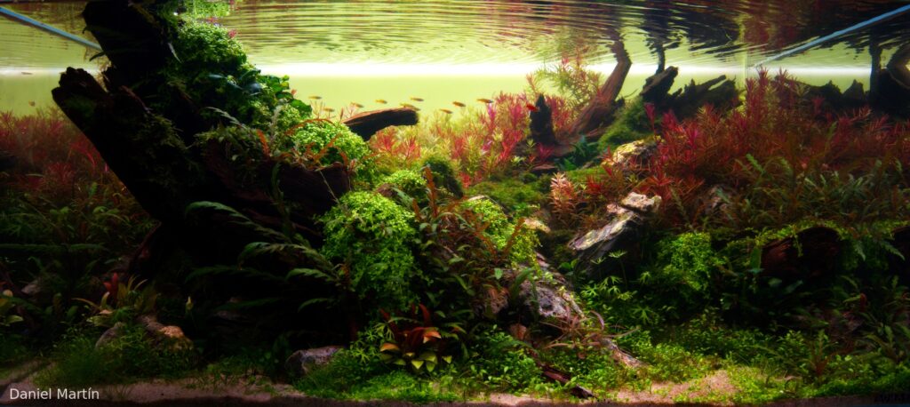 Primer Atardecer - Aqua Plants Hub