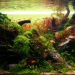 Primer Atardecer - Aqua Plants Hub