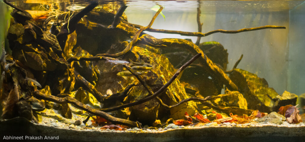 Puddles of Milini River - Aqua Plants Hub