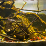 Puddles of Milini River - Aqua Plants Hub