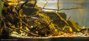 Puddles of Milini River - Aqua Plants Hub