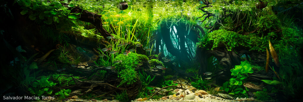 Pulse - Aqua Plants Hub