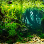 Pulse - Aqua Plants Hub