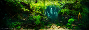 Pulse - Aqua Plants Hub
