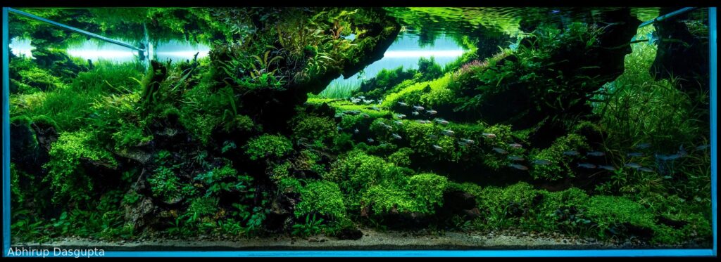 Pursuit - Aqua Plants Hub