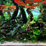 RED FILTER - Aqua Plants Hub