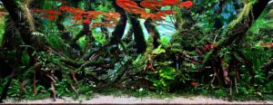 RED FILTER - Aqua Plants Hub