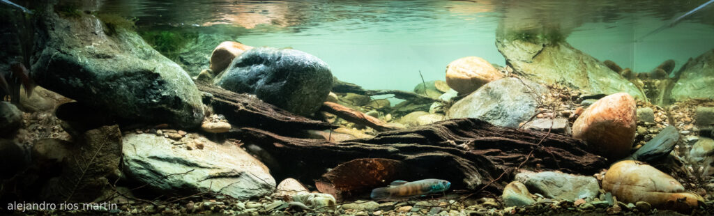 RIO KAYAN-BULUNGAN BORNEO ORIENTAL - Aqua Plants Hub