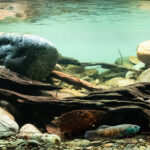 RIO KAYAN-BULUNGAN BORNEO ORIENTAL - Aqua Plants Hub