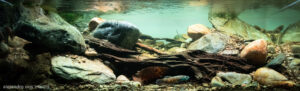 RIO KAYAN-BULUNGAN BORNEO ORIENTAL - Aqua Plants Hub