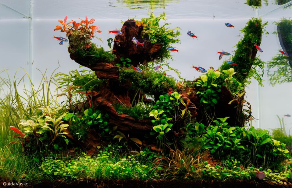 ROOTED - Aqua Plants Hub