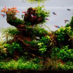 ROOTED - Aqua Plants Hub