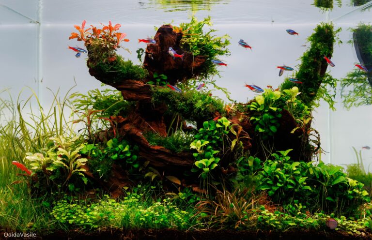 ROOTED