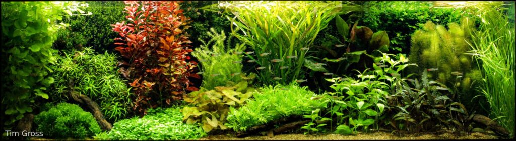 RSL Dutch Garden - Aqua Plants Hub