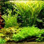 RSL Dutch Garden - Aqua Plants Hub