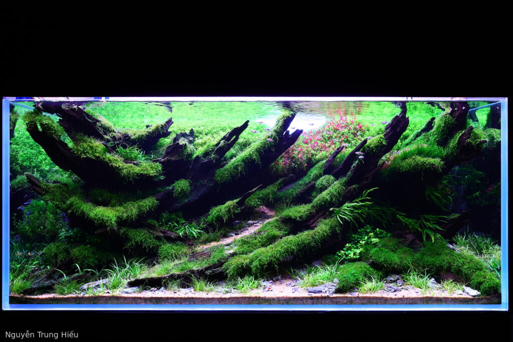 Radiant - Aqua Plants Hub