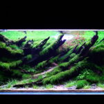 Radiant - Aqua Plants Hub