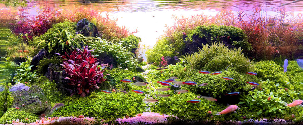 Rainbow Forest - Aqua Plants Hub