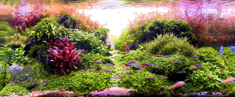 Rainbow Forest