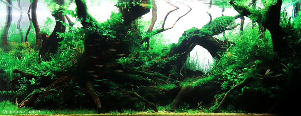 Rainforest - Aqua Plants Hub
