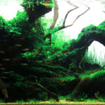 Rainforest - Aqua Plants Hub