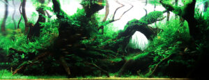 Rainforest - Aqua Plants Hub