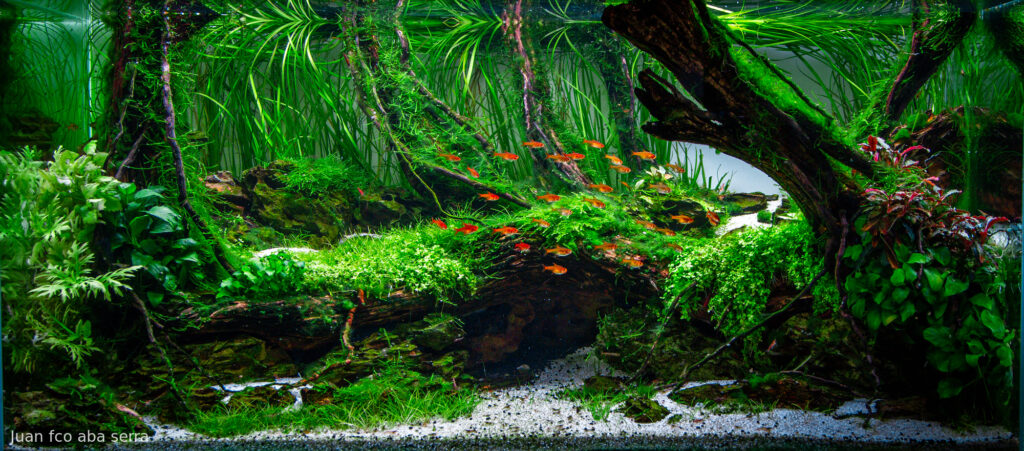Random - Aqua Plants Hub