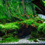Random - Aqua Plants Hub