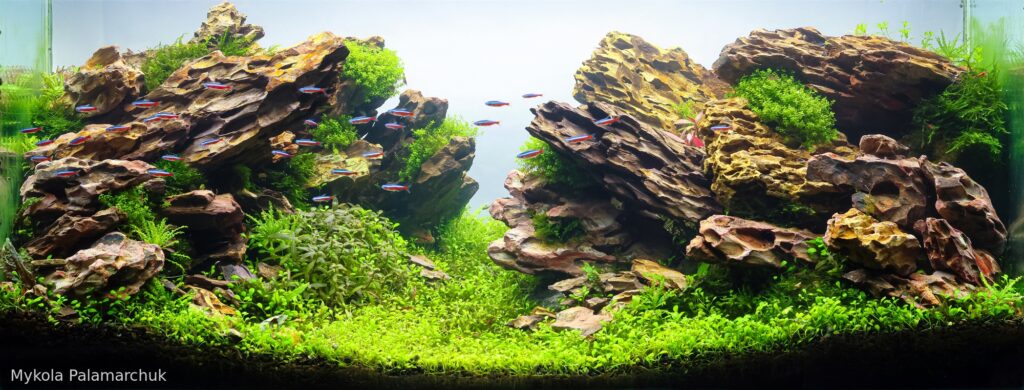Ray of light in the silence - Aqua Plants Hub