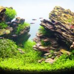 Ray of light in the silence - Aqua Plants Hub