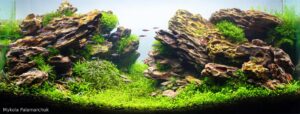 Ray of light in the silence - Aqua Plants Hub