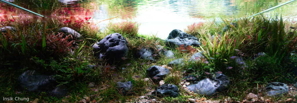 Re-wild - Aqua Plants Hub