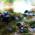 Re-wild - Aqua Plants Hub