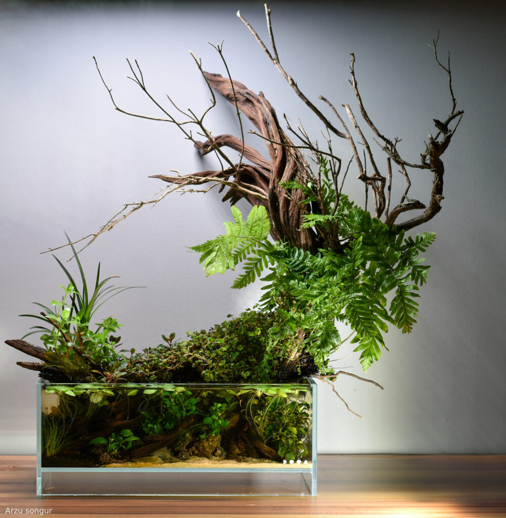 Reawakening - Aqua Plants Hub