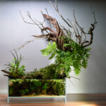 Reawakening - Aqua Plants Hub