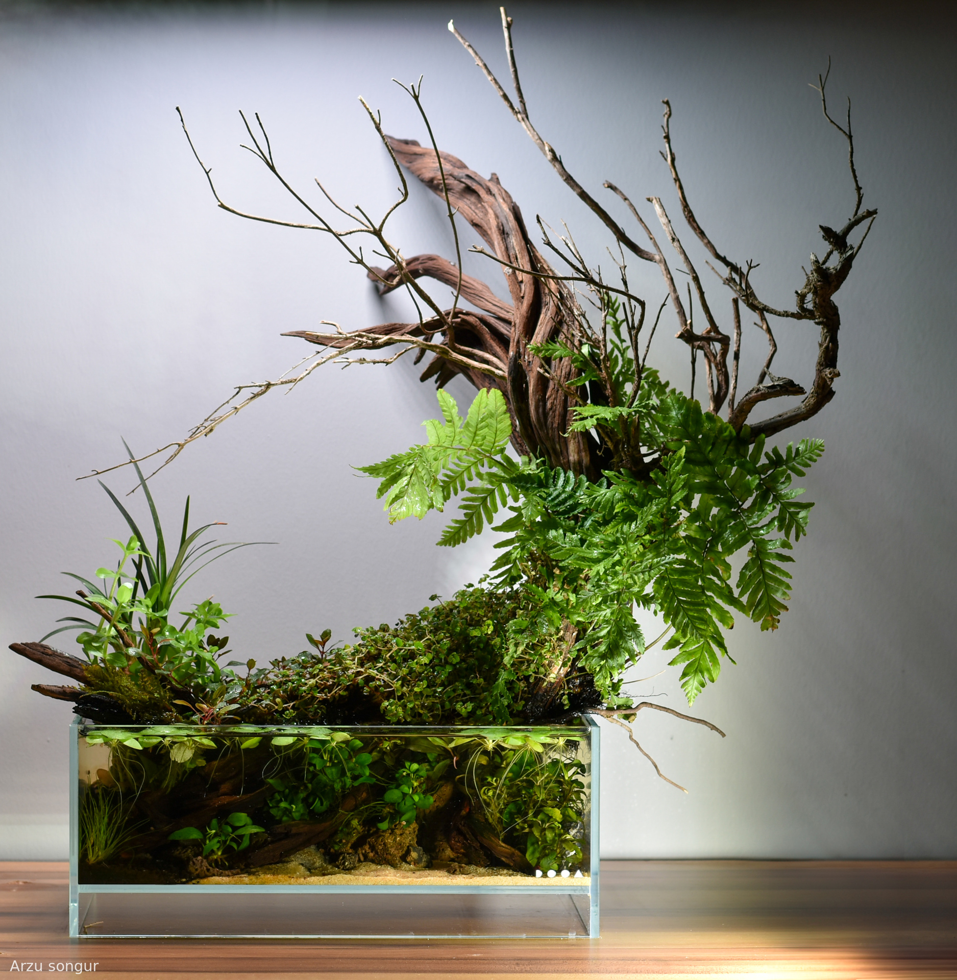 Reawakening - Aqua Plants Hub