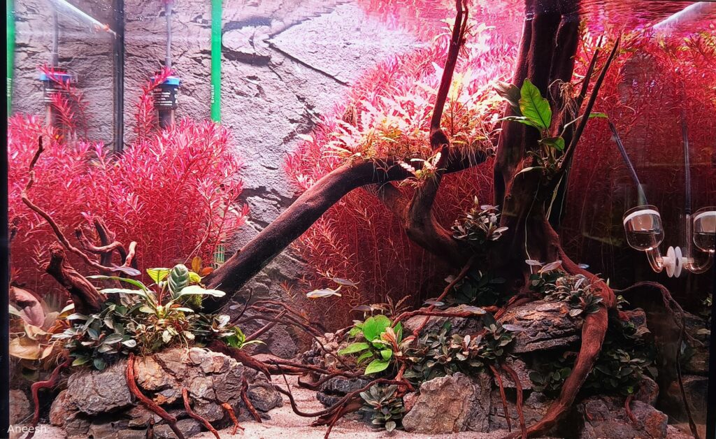 Red island - Aqua Plants Hub