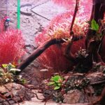 Red island - Aqua Plants Hub