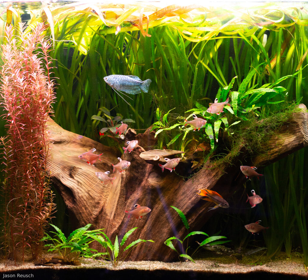 Rediscovery - Aqua Plants Hub