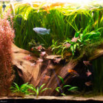 Rediscovery - Aqua Plants Hub