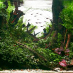 Redwood's Ravine - Redwood’s Ravine - Aqua Plants Hub