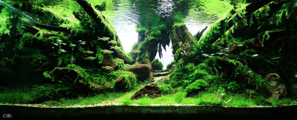 Regeneration - Aqua Plants Hub